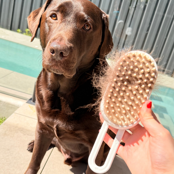 Steam Grooming Brush for Dogs
